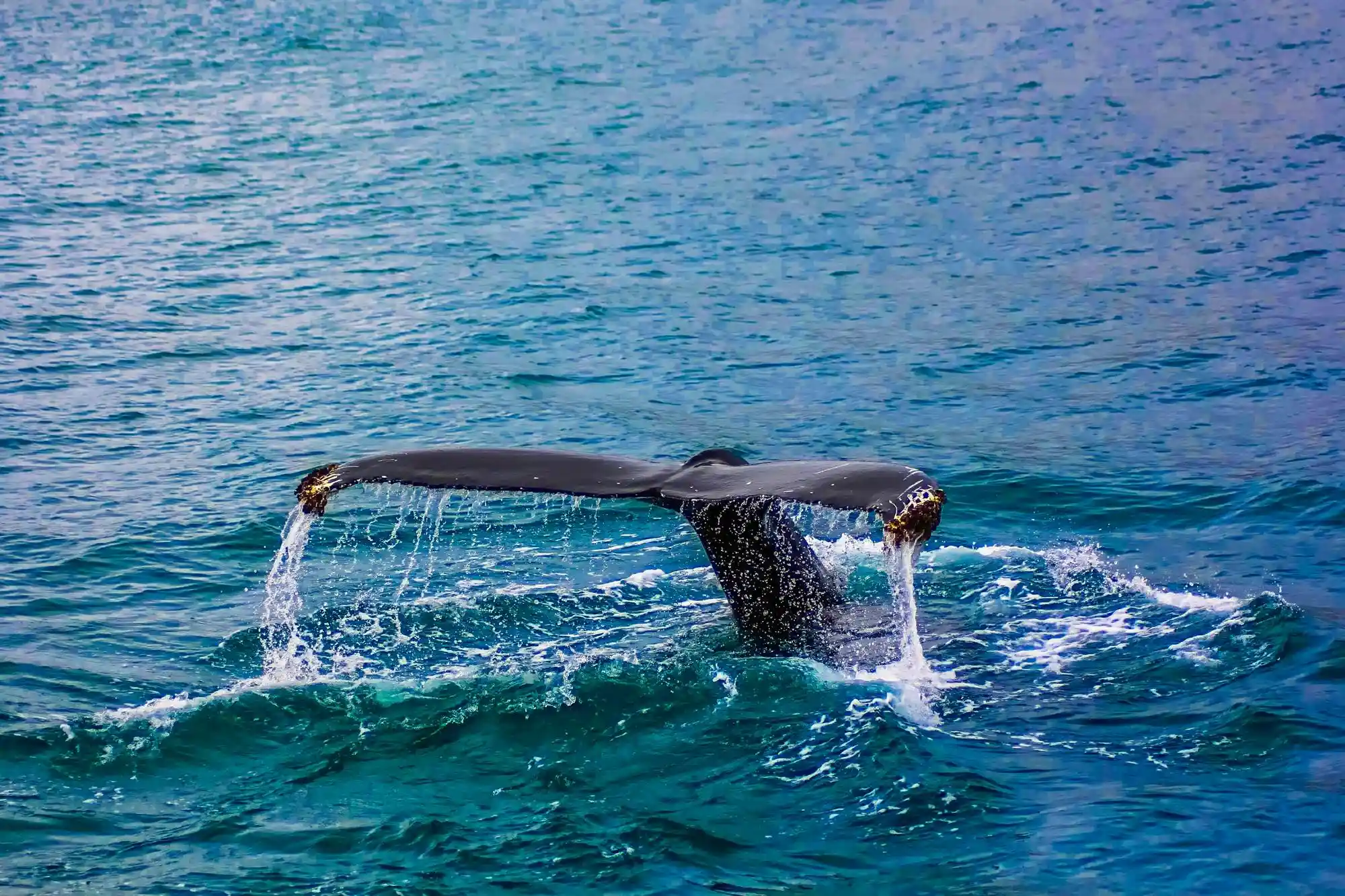 Tofino